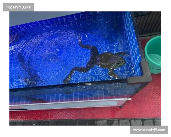 国际泳联警示：青少年蛙泳赛事过度商业化影响其发展与本质